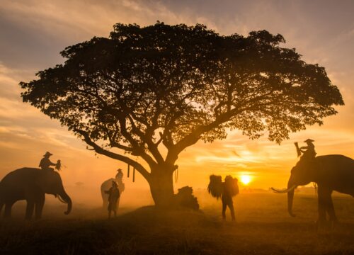nature elephants adventure